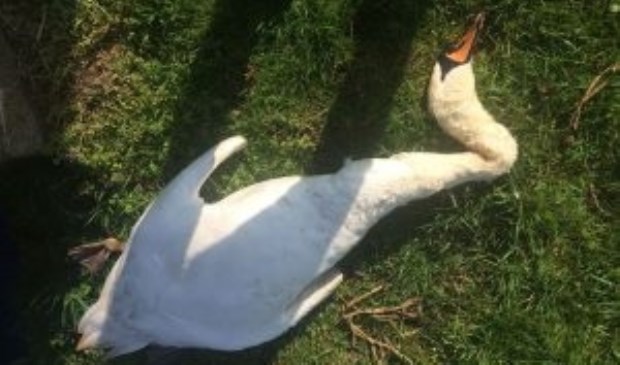 • Een van de dode zwanen in Oud-Alblas.
