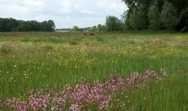 • Kruidenrijk grasland.