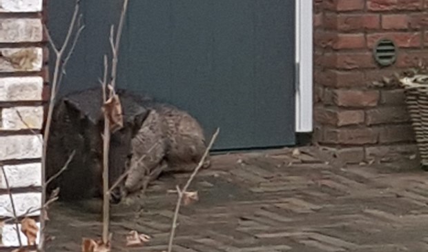 • Na een flinke wandeling ging het hertje voor een deur liggen.