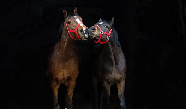 • Feiko en Massie, twee van de manegepony's op De Paardesprong.