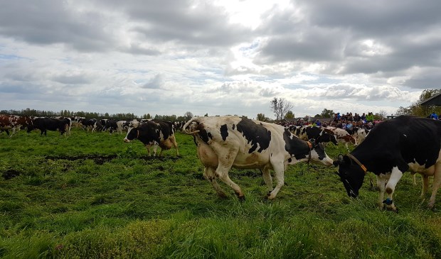 • De koeien van melk- en kaasboerderij Schep gaan zaterdag 20 april weer de wei in.