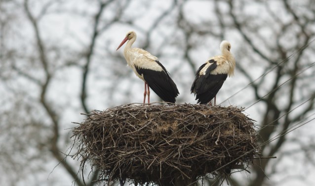 • Dit zijn niet de ooievaars in Schoonrewoerd.