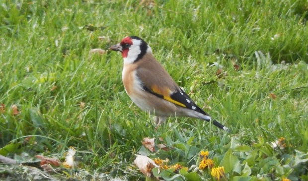 • Een putter op een grasstrook in Nieuw-Lekkerland.