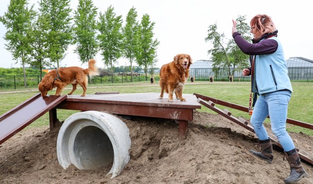 • Honden kunnen zich op een groot speciaal hondenveld goed uitleven op de speeltoestellen.