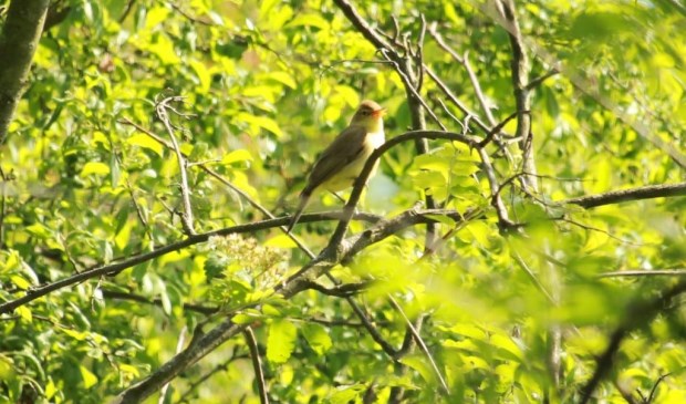 • De orpheusspotvogel in Park Huis te Kinderdijk Alblasserdam.