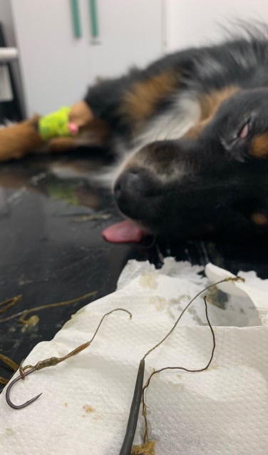 • Hond ligt onder narcose, op de voorgrond de vishaak met draad te zien.