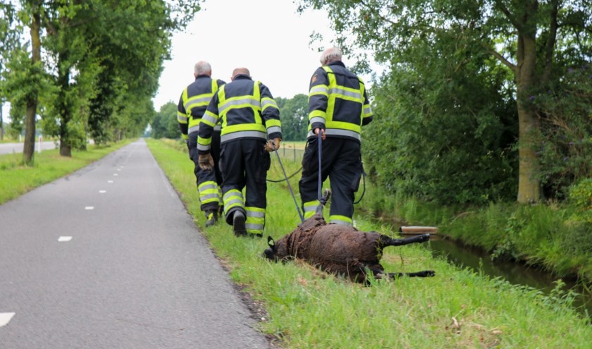 • Voor een schaap in Kerkwijk kwam de hulp te laat.