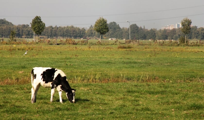 • Polder tussen Krimpen aan den IJssel en Krimpen aan de Lek, waar de brug op uit zou komen.