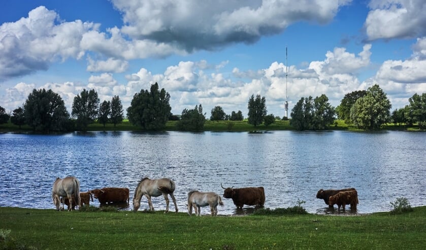 • De Middelwaard is regelmatig het toneel van evenementen.