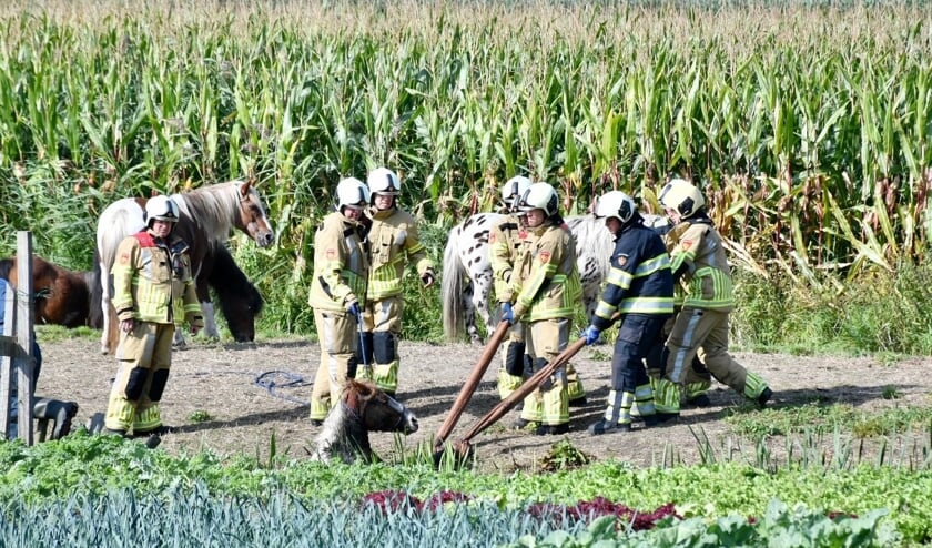 Paard in sloot bij Meerkerk. #KontaktAlblas Mooi werk van de Meerkerkse brandweer.