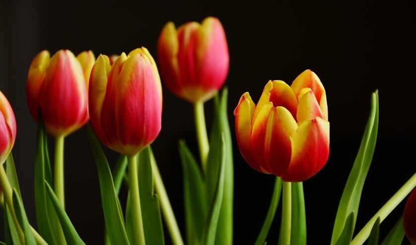 Rotary plant 1000 tulips in the gardens of the Vijverhof and Alandelboom |  The bridge