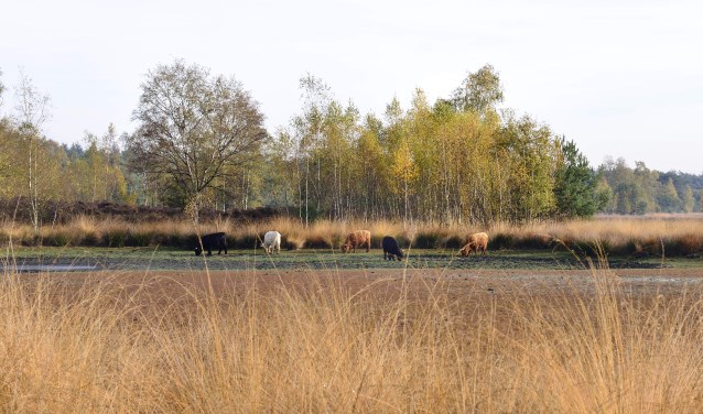 Het Oud meer in Son en Breugel | Fotonummer: c2a629