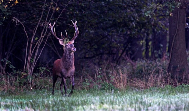 Een Hert aan de bosrand | Fotonummer: 3f1d5f