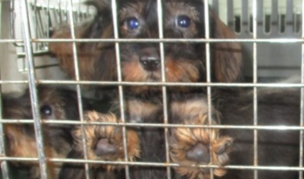 Leuk, zo'n puppy….. | Fotonummer: bfd7b4