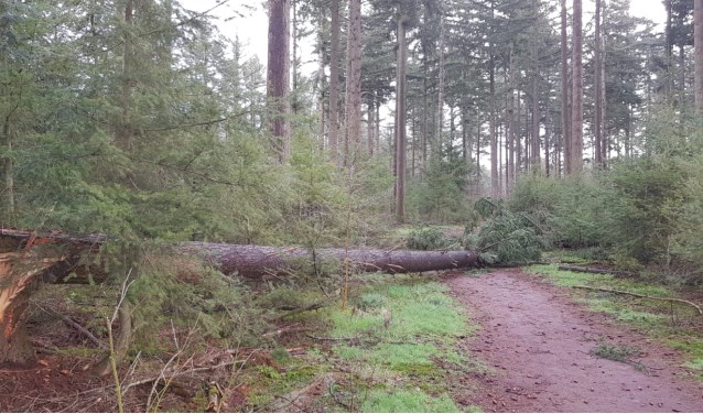 Stormschade in de bossen | Fotonummer: c0874d