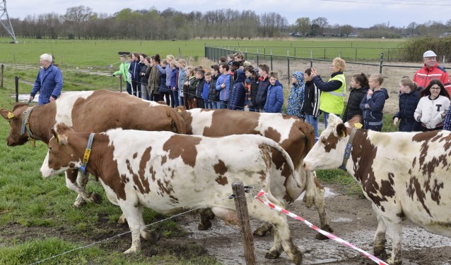 De koeien springend en bokkend richting het verse gras | Fotonummer: 51468f