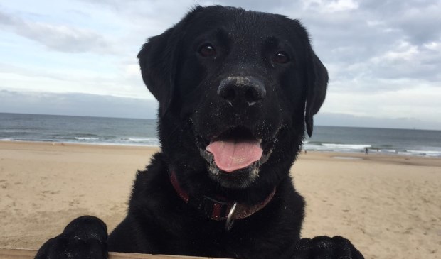 Honden mogen ook in de zomer op het strand. foto: Vsk