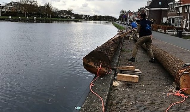 Molenaar Willem geeft de stam met een 'kantelhaak 'het laatste zetje (foto: pr Salamander).