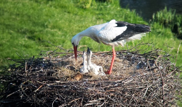 Te zien is dat de jongen verschillende leeftijden hebben: er zijn drie grotere en twee kleinere kuikens (foto: Caroline Walta).