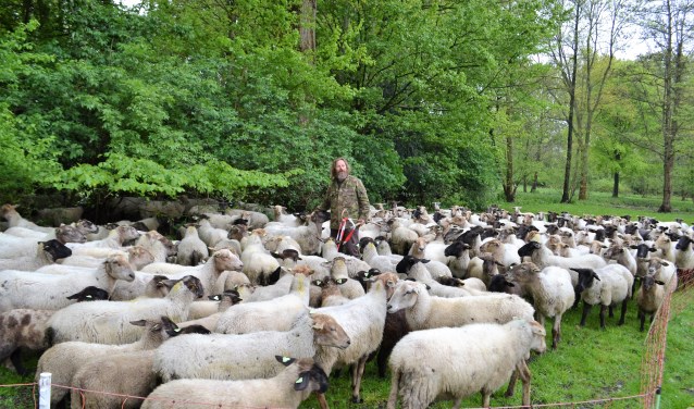 Thomas van der Meij: 'De schapen herkennen mijn stem en komen gelijk naar mij toe, zeker als ze honger hebben' (foto: Inge Koot)