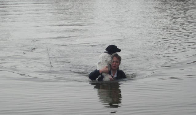 De hond was zo in paniek geraakt dat hij/zij de weg naar de kant niet meer wist te vinden. Foto: Floris Keyzer