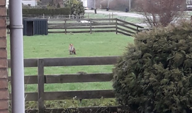 Foto: Kitty van Dijk
