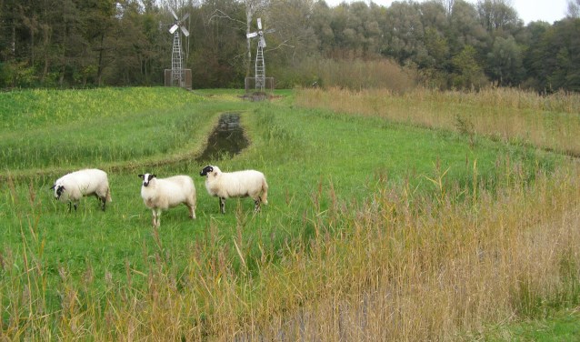 Schapen (Schoonerbeeker Heideschaap) lopen nog in het poldertje en eten het gras kort. Foto: Tilly Kester