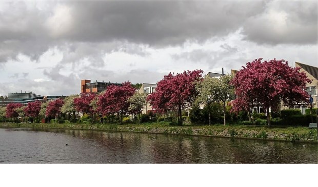Archieffoto Linda Steentjes.