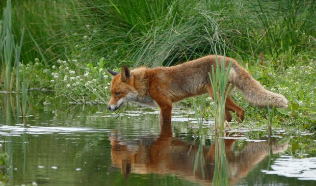 Foto: archiefbeeld