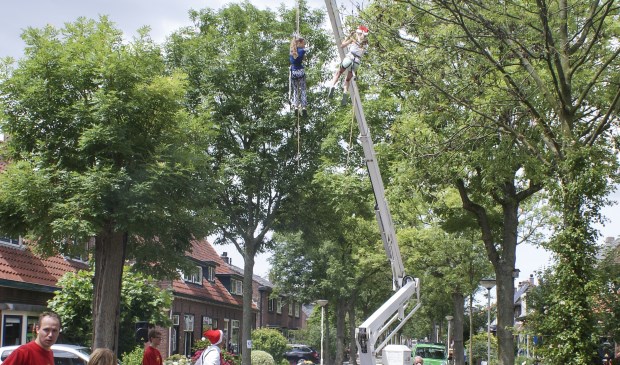 De bomen vormen een onmisbaar deel van het historisch aanzicht en de charme van de Molenstraat, aldus de bewoners. Foto: pr