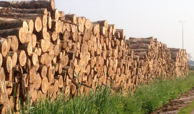 Gekapte bomen in Vlietland (foto: Ton Lassche).