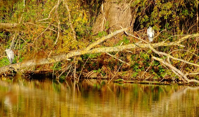De Plas van Poot als 'natuurkerngebied'. Met onder andere veel Aalscholvers en Blauwe reigers. Tekst en foto: Rob Wiewel