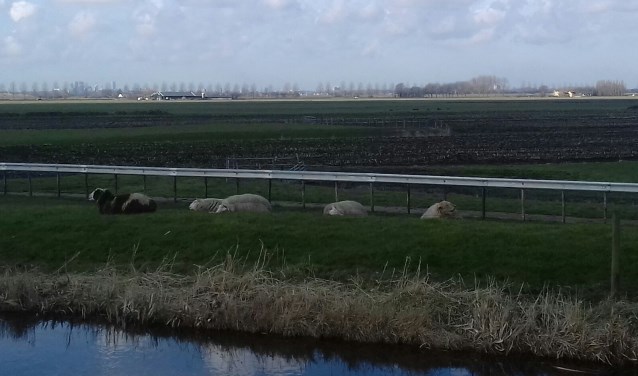 Ochtendrust in de Meerpolder. Na de uitvoering van de maatregelen blijft de polder geschikt voor extensieve recreatie, met oog voor de natuur. Foto: Anneke Otten