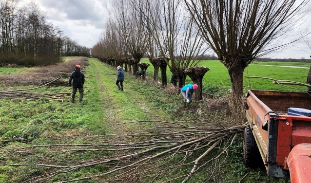 In de winter worden de 150 knotwilgen die in Ackerdijk staan geknot.