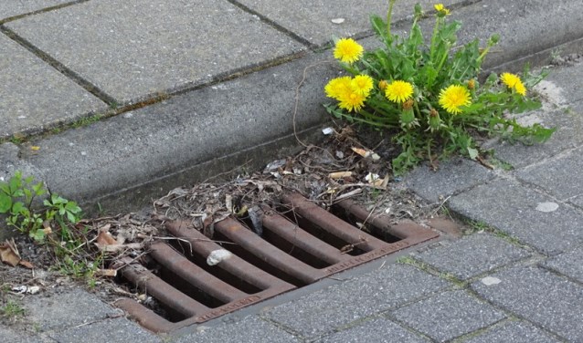 De schoonheid van een simpel toefje paardenbloemen, naast een roestige straatkolk. Puur natuur. Foto: Rob Wiewel