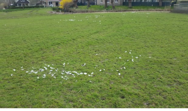 Foto: Knorretje