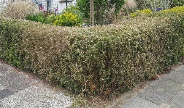 Een voorbeeld elders van flinke buxusmot schade. Foto: Ria van der Poel
