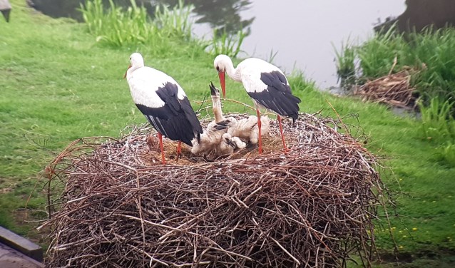 Uniek kijkje in het ooievaarsnest, waarin zich vier kuikens bevinden (foto: www.haagsevogels.nl).