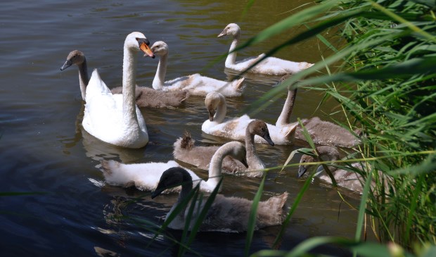 Moeder heeft met haar jongen heeft een nieuw plekje gevonden, goed verscholen in het riet van een slootje bij de Olof Palmelaan. Foto's: Mirjam Burer