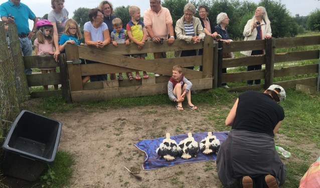 Op de grond werden de ooievaars gemeten en gewogen en kregen een ring om hun poot met een nummer (foto: www.haagsevogels.nl).