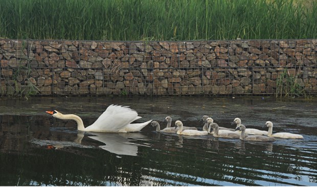 De zwanenmoeder met haar negen jongen, hier nog in het Heemkanaal in Oosterheem. Waar zijn ze gebleven? Foto: Mirjam Burer