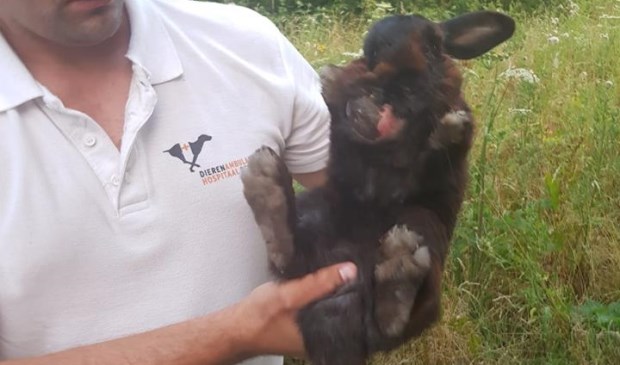 Foto: dierenambulance