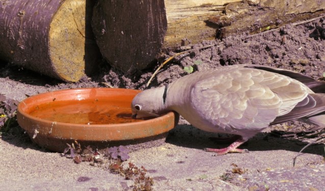 Turkse Tortelduif lest z'n dorst. Foto: Rob Wiewel