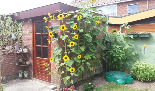 De steel hangt vol met fleurige bloemen. (foto: Grarda Bitter)
