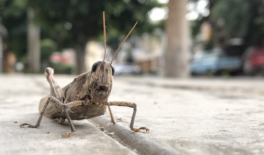 (foto in scène gezet)