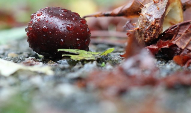 Een prachtige wilde kastanje. Foto: Rob Wiewel