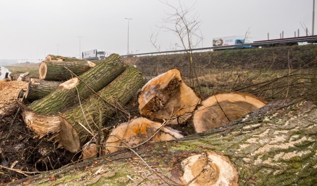 Massaal gekapte bomen in Vlietlanden, Leidschendam (archieffoto: Jordy Kortekaas).