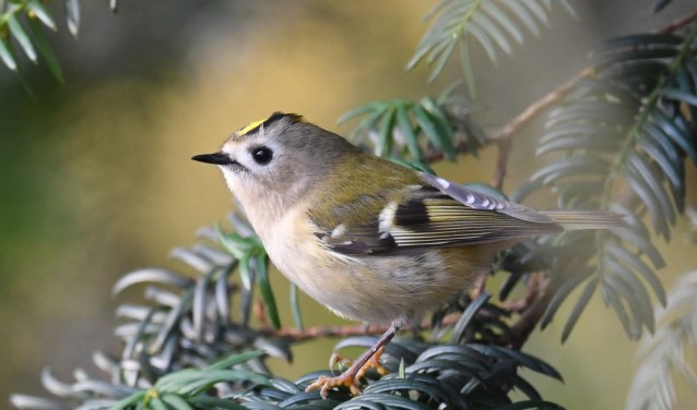 Goudhaantje: het kleinste vogeltje van Nederland heet tegenwoordig officieel goudhaan (foto: Casper van Baarle)