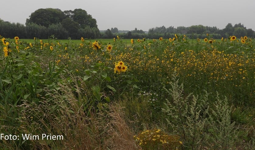 (foto: Wim Priem)