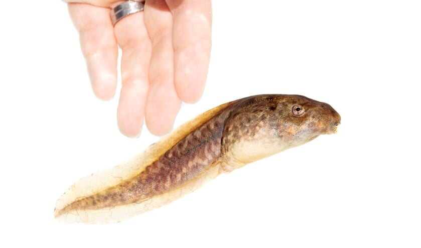 Deze reuzekikkervis van 14 centimeter lang is de larve van een groene kikker. (foto: Jelger Herder)